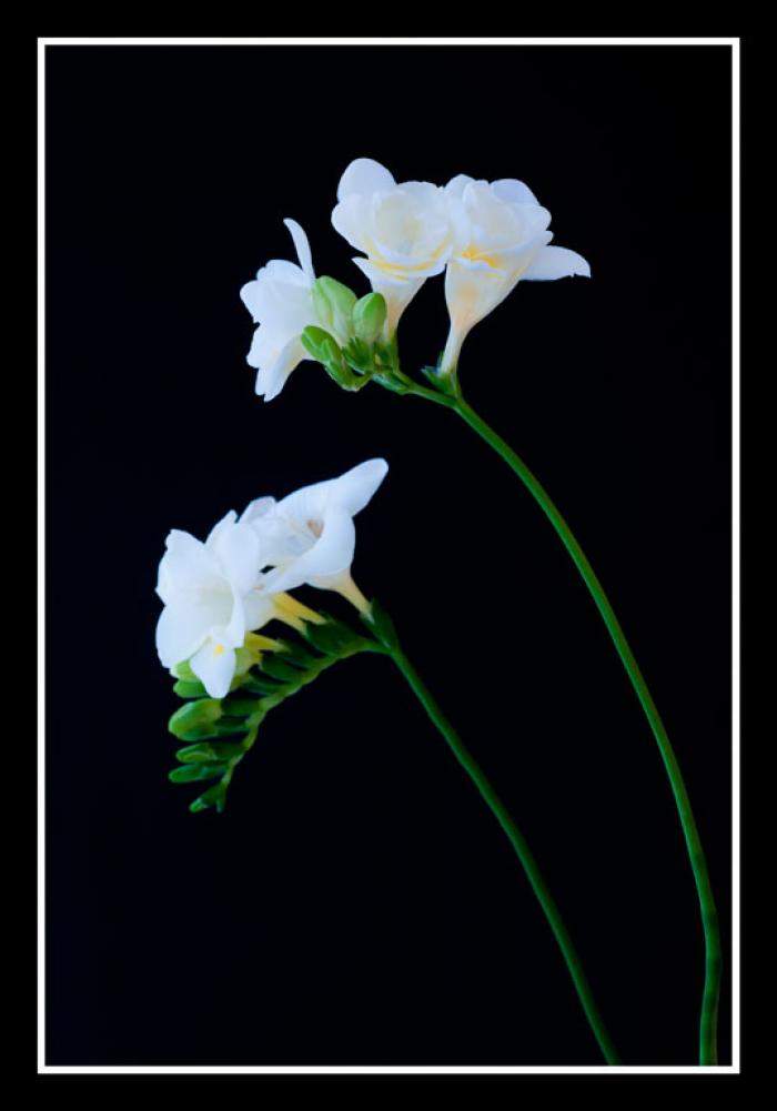 Freesias on a black background