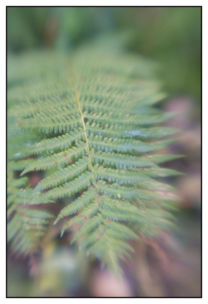 Autumn Fern