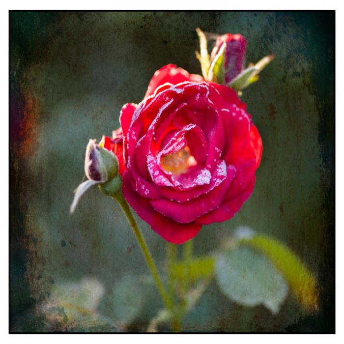 Frosted Red Rose on a texture