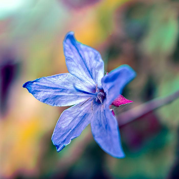Backlit and blue 