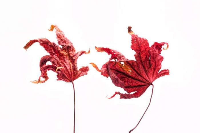 Withered red autumn leaves on a white background