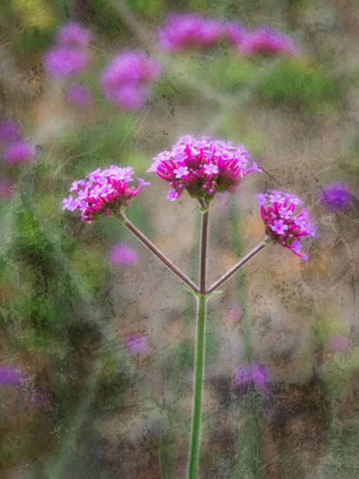 Verbena Bonariensis on a texture