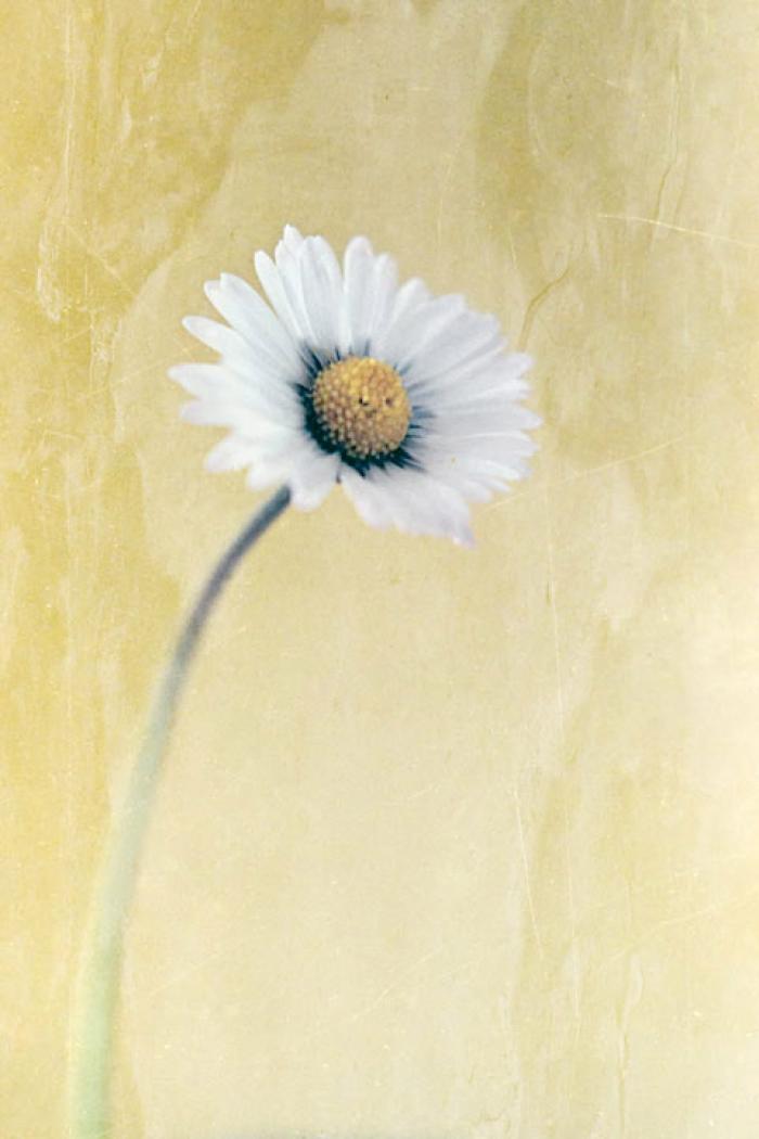Daisy on a gold textured background