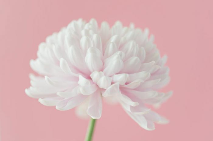 Chrysanthemum dreams