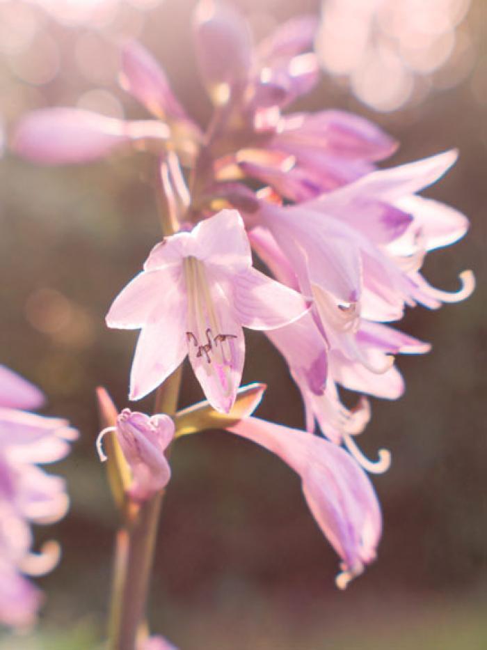 Backlit Flowering Hosta