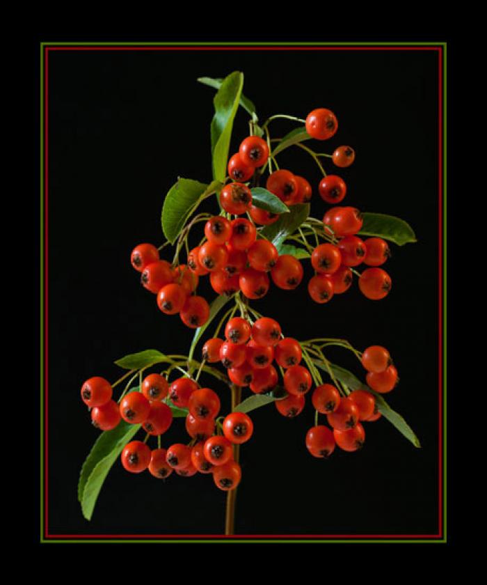 Orange Winter Berries on a black background