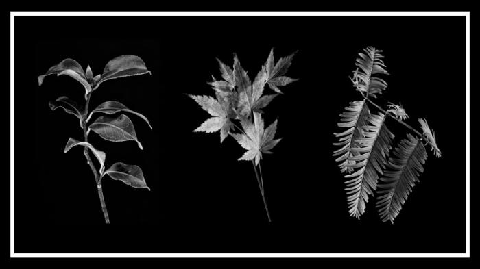 Winter Foliage Triptych on a black background.